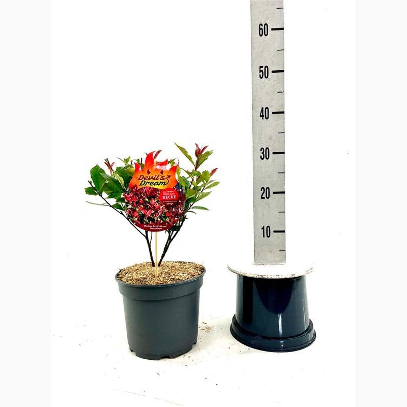 Fotinia – Photinia fraseri 'Devil's Dream' - C5